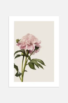 Vintage Peony Poster